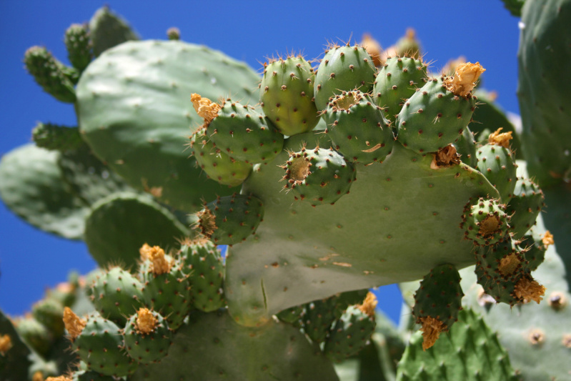 Alicante cactus